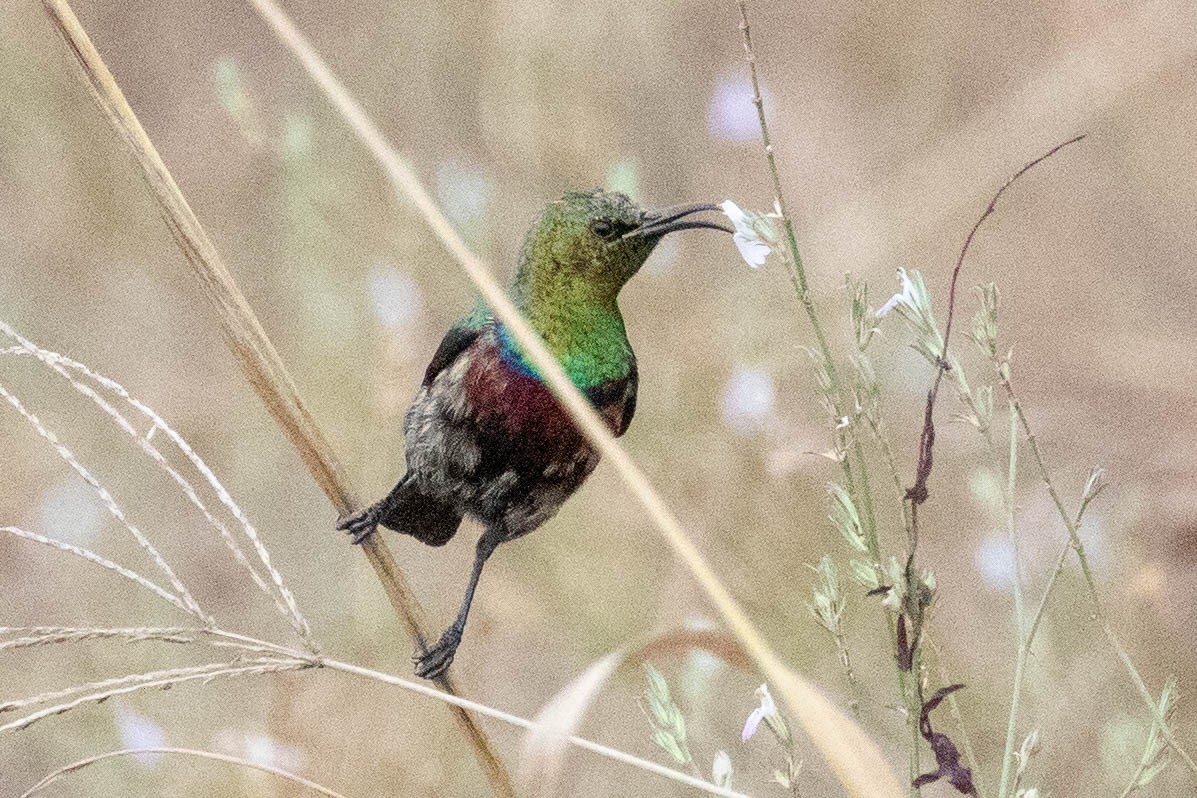 Marico Sunbird - ML643193554