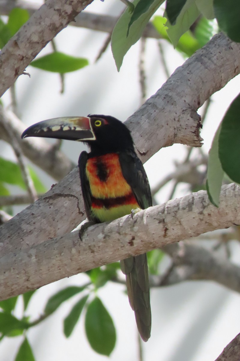 Collared Aracari - ML643193561