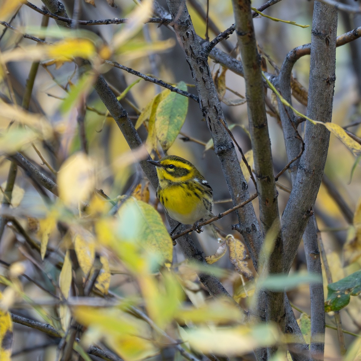 Townsend's Warbler - ML643193570