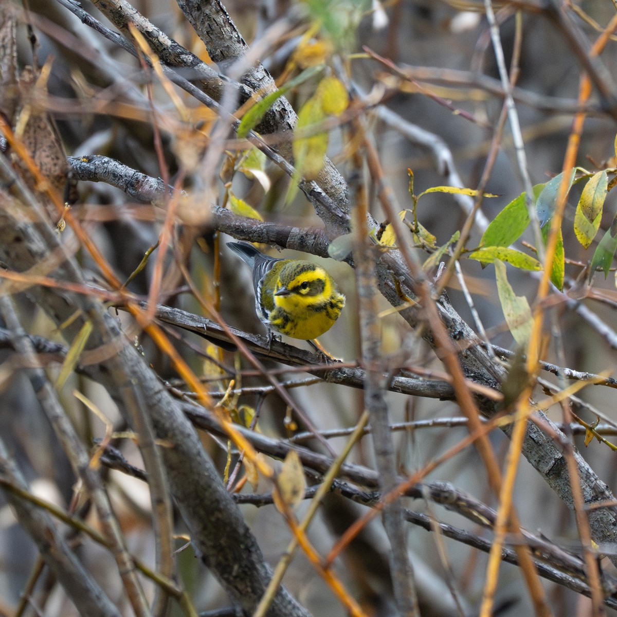 Townsend's Warbler - ML643193571