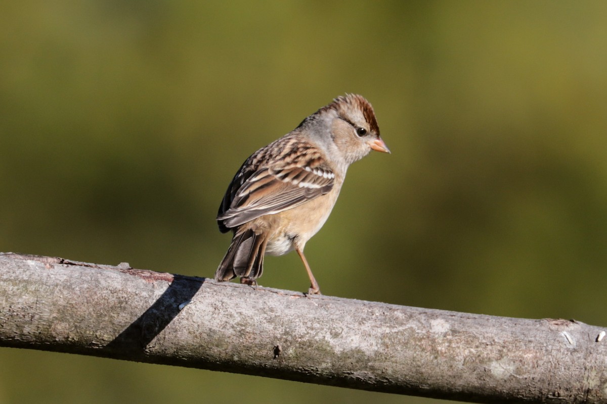 White-crowned Sparrow - ML643193572