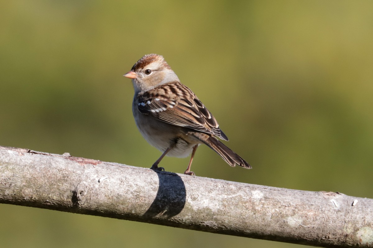 White-crowned Sparrow - ML643193573