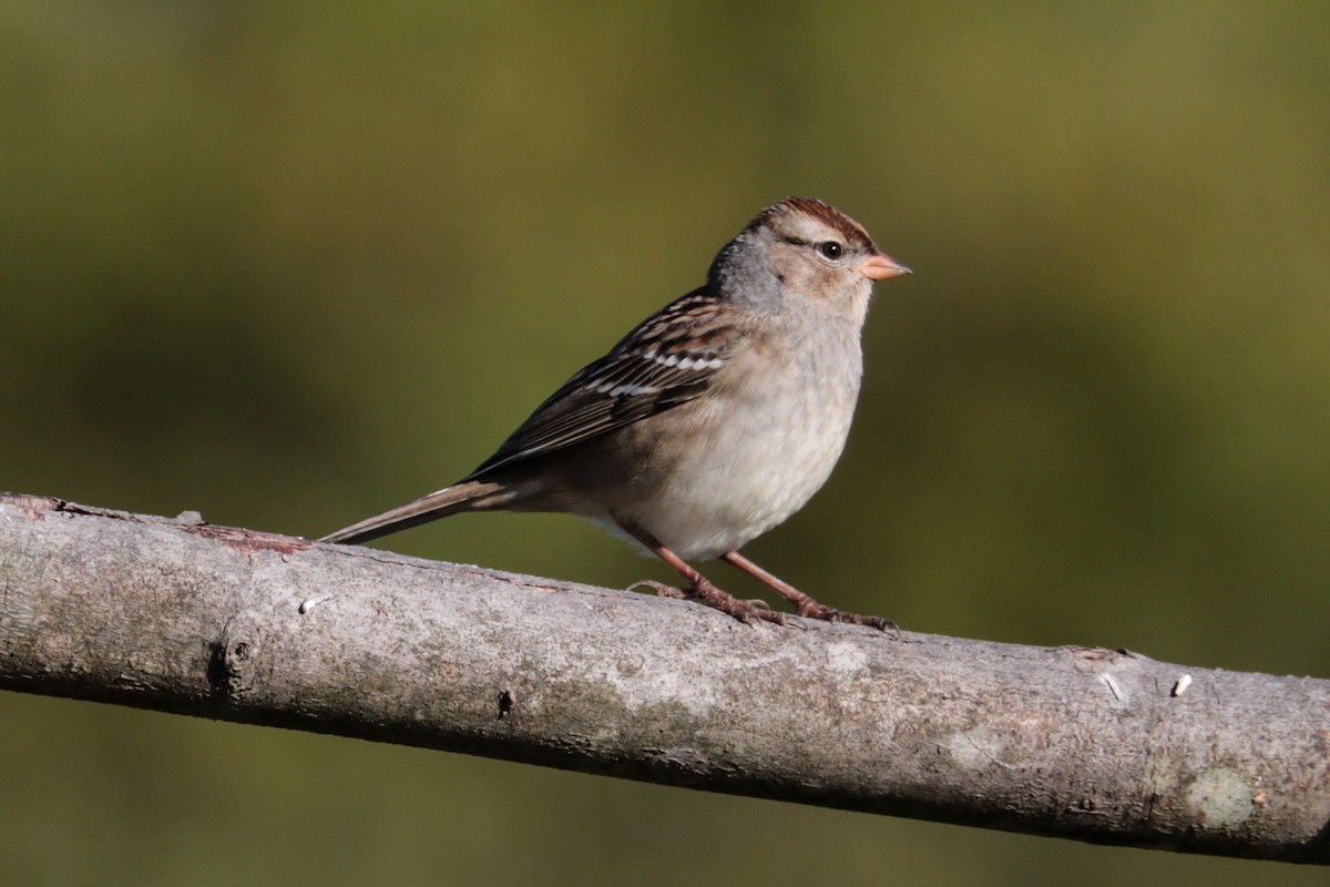 White-crowned Sparrow - ML643193574