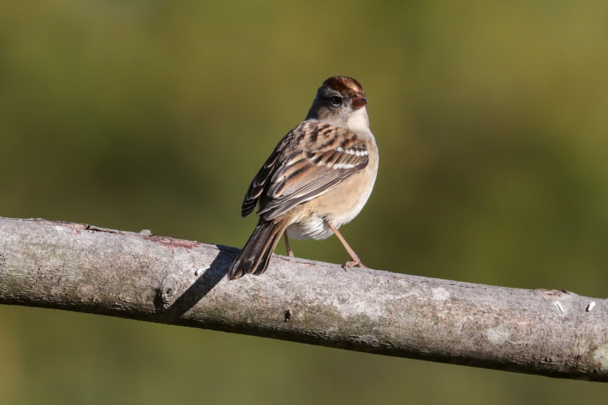 White-crowned Sparrow - ML643193575