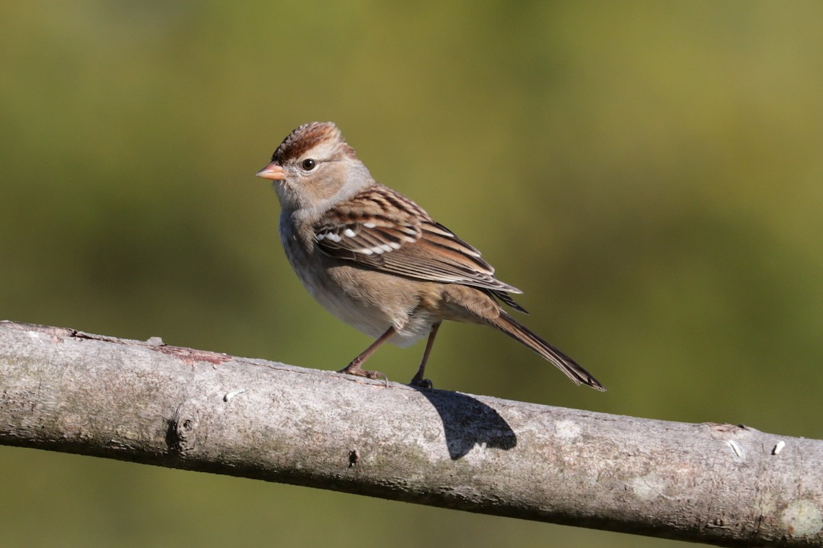 White-crowned Sparrow - ML643193576