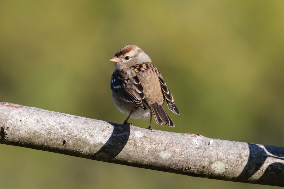 White-crowned Sparrow - ML643193579