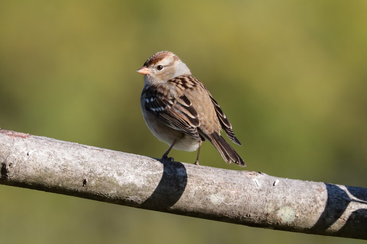 White-crowned Sparrow - ML643193580