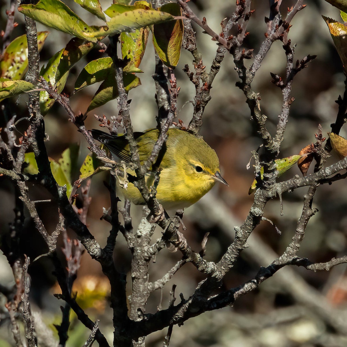 Tennessee Warbler - ML643193621