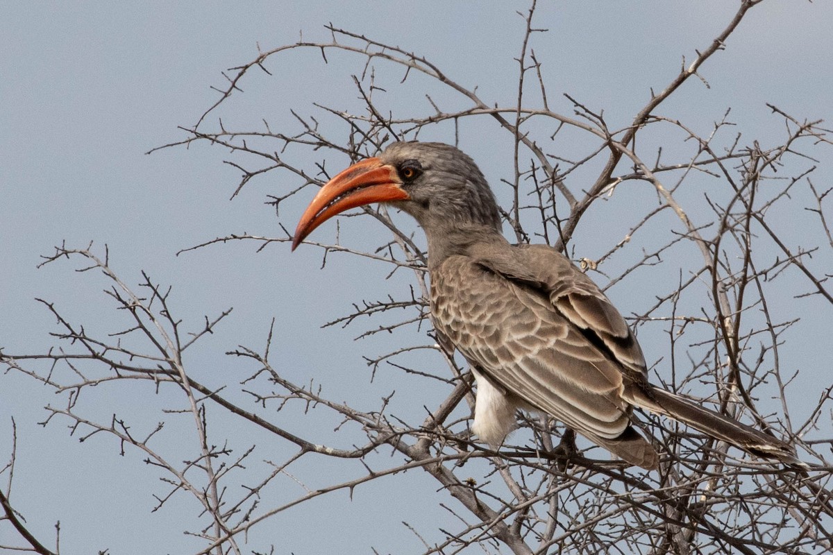 Bradfield's Hornbill - ML643193628