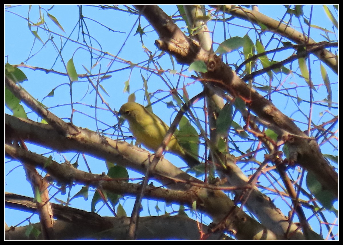Orange-crowned Warbler - ML643193636
