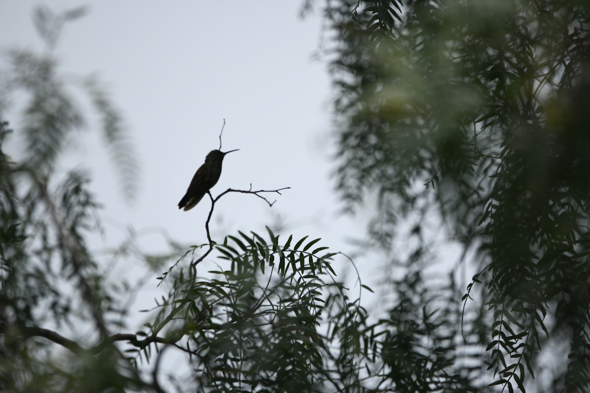 Berylline Hummingbird - ML643193660