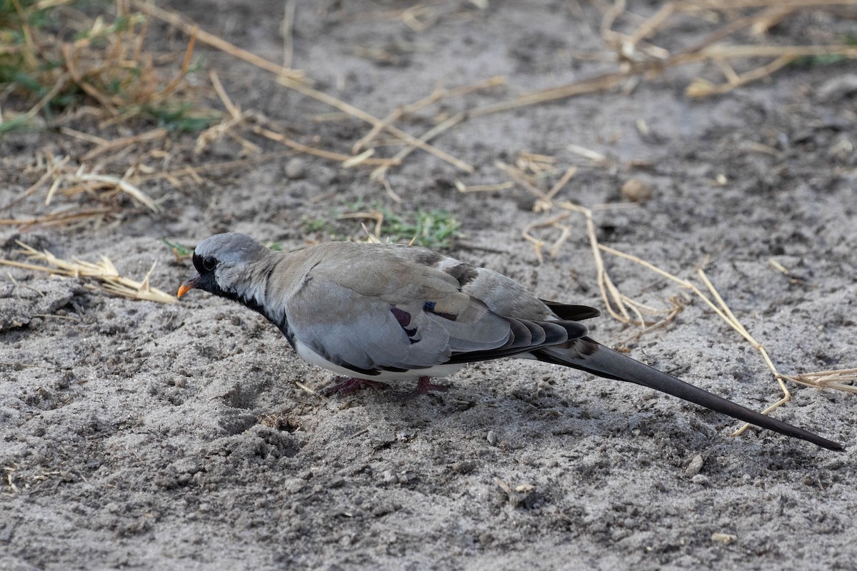 Namaqua Dove - ML643193661