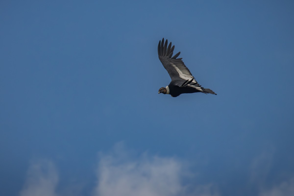 Andean Condor - ML643193680