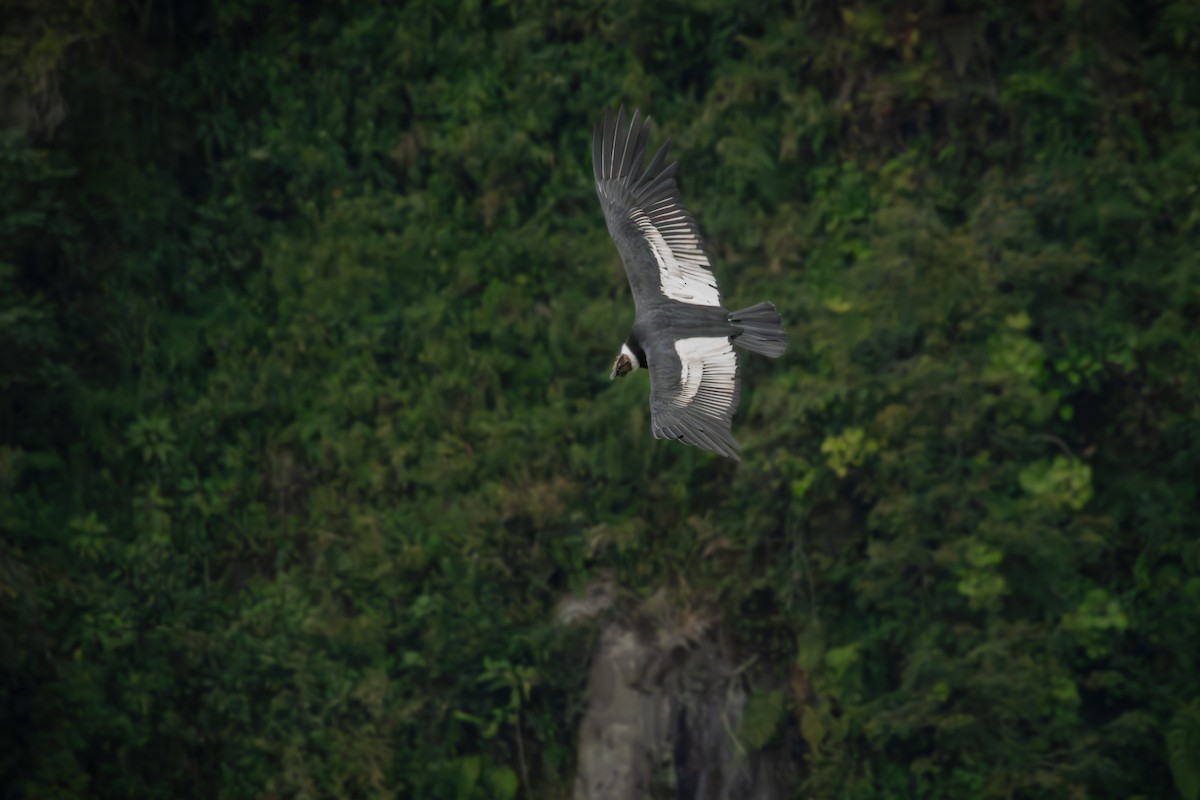 Andean Condor - ML643193681