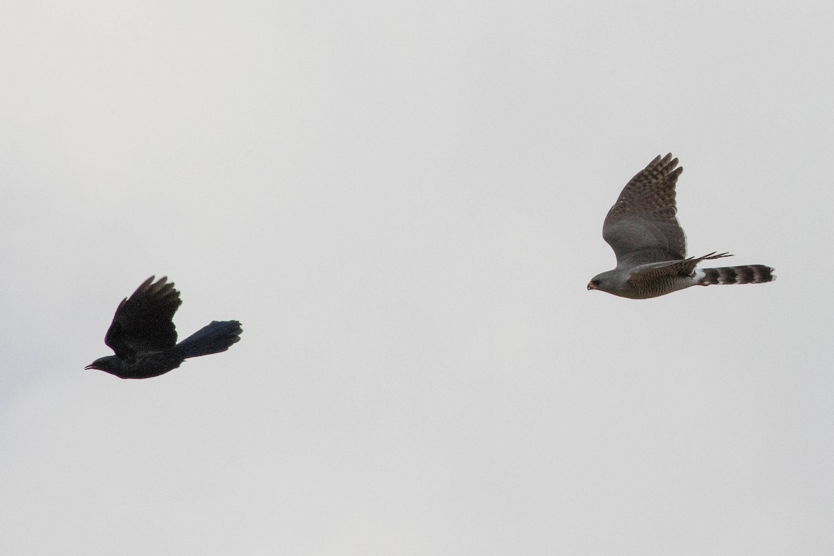 Gabar Goshawk - ML643193689