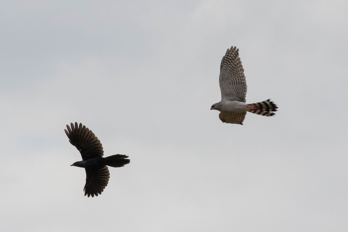 Gabar Goshawk - ML643193690
