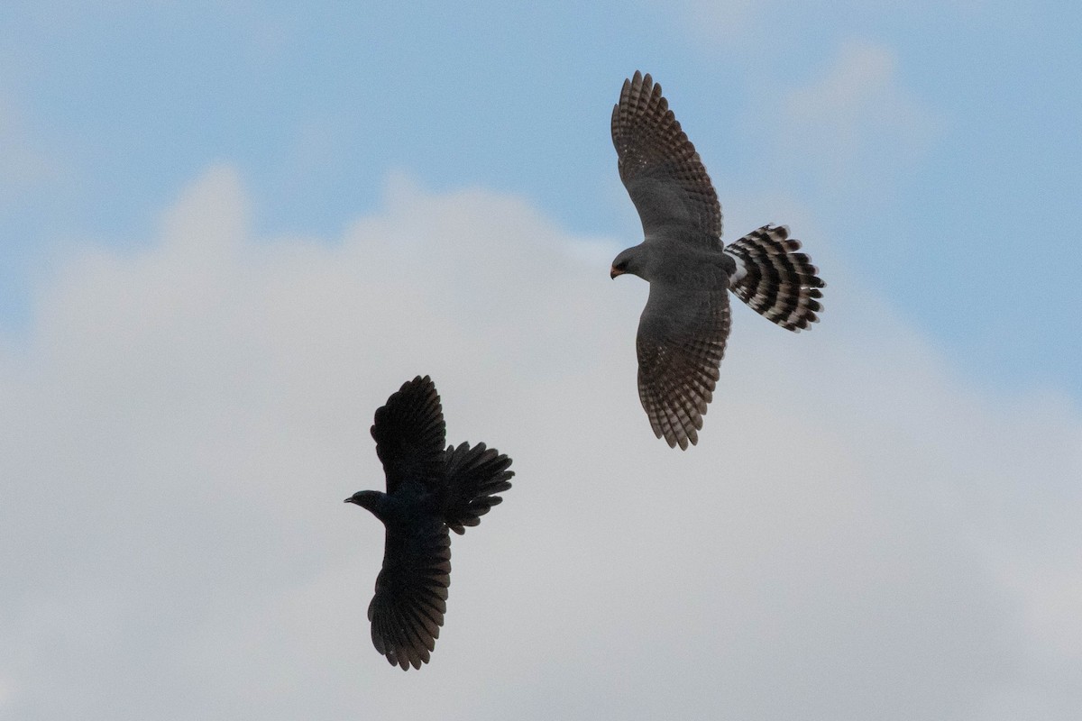 Gabar Goshawk - ML643193691