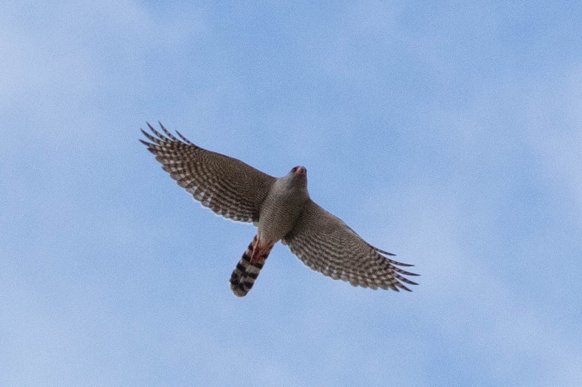 Gabar Goshawk - ML643193692