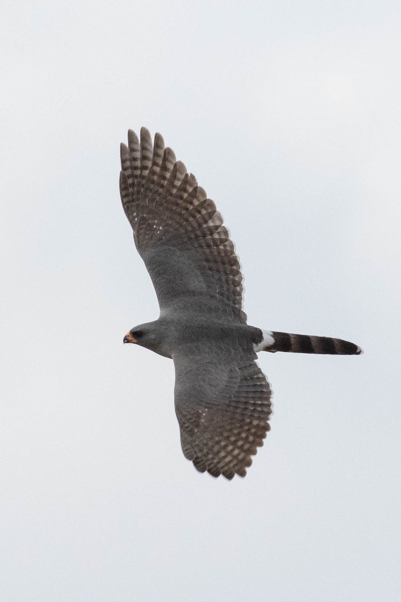 Gabar Goshawk - ML643193693