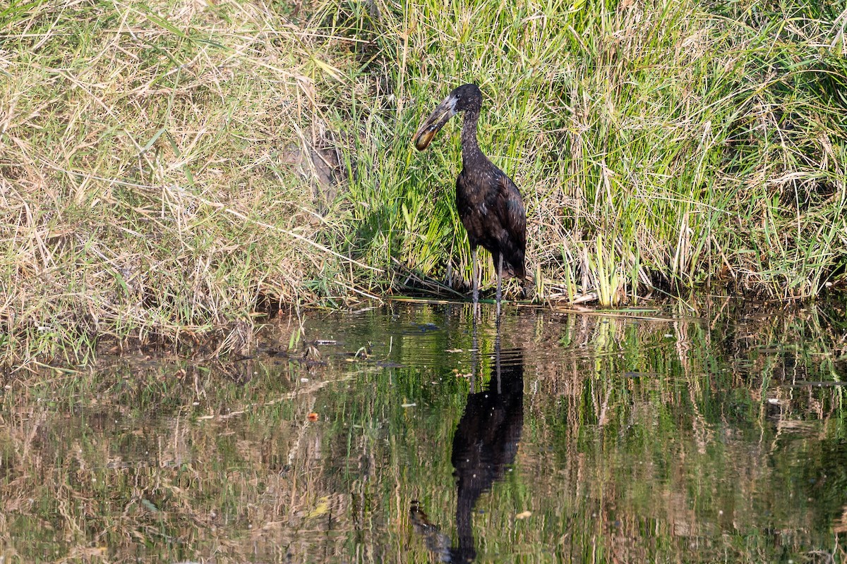 African Openbill - ML643193695