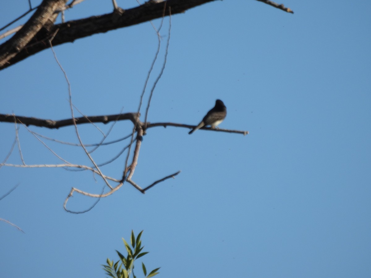 Black Phoebe - ML643193696