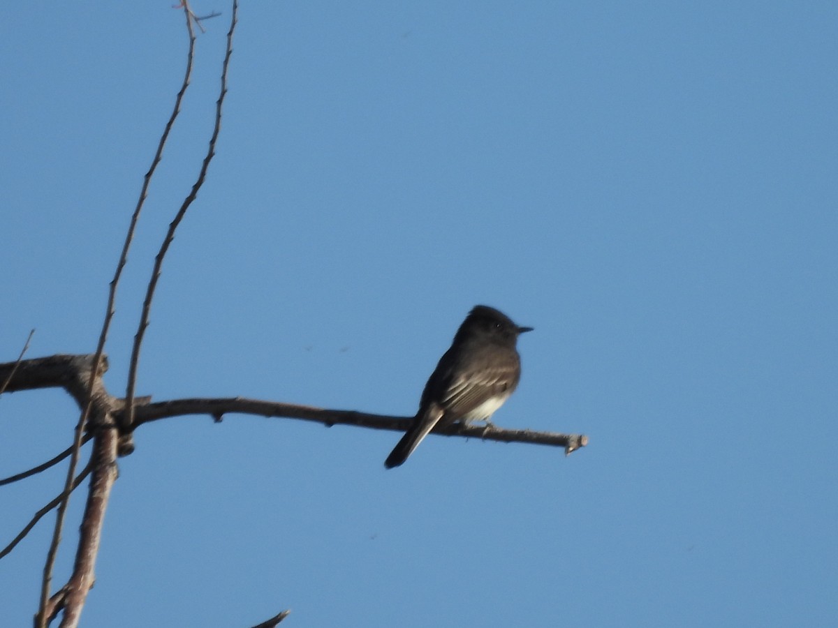 Black Phoebe - ML643193697