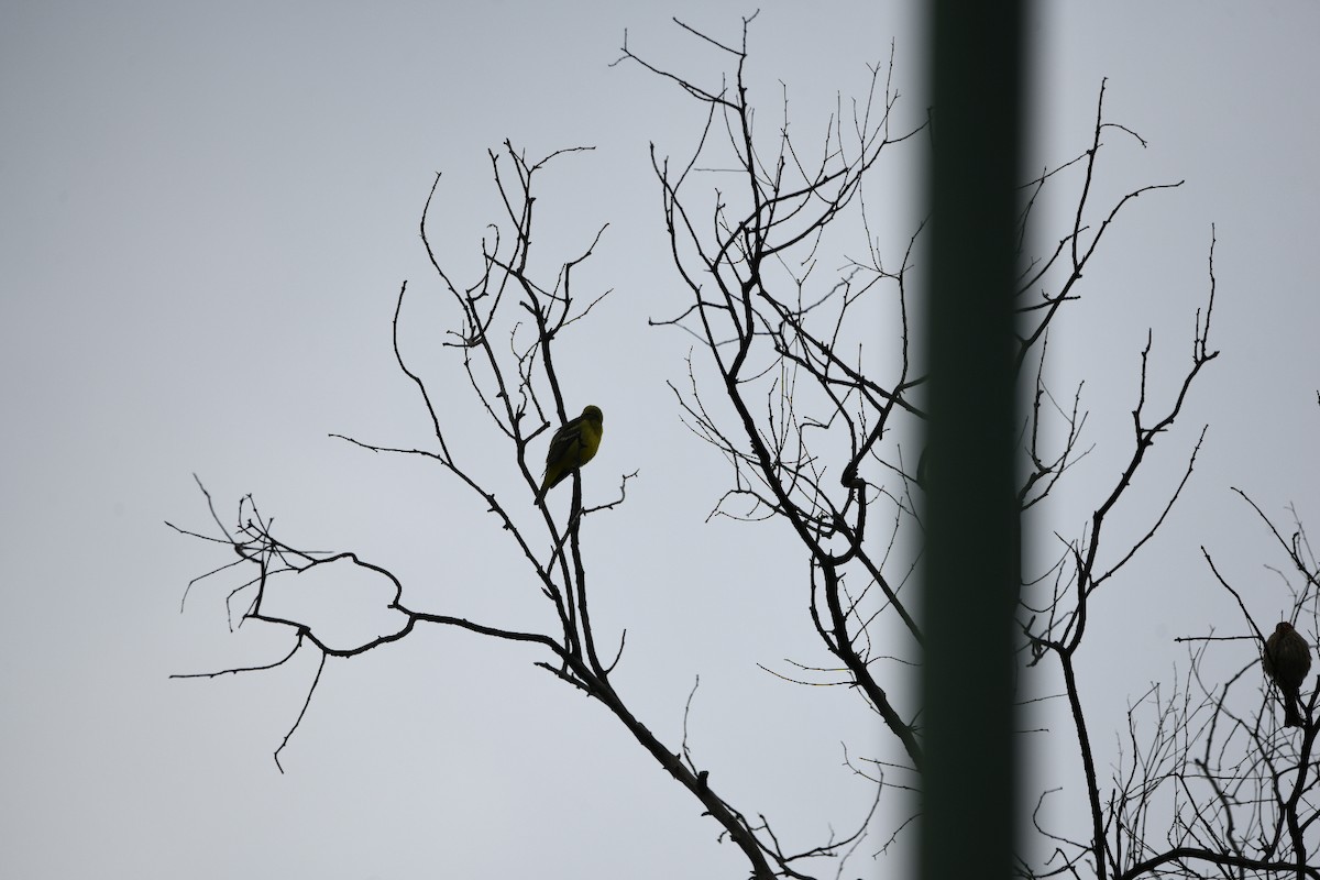 Scott's Oriole - ML643193699
