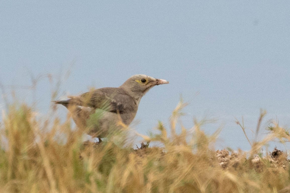 Wattled Starling - ML643193700