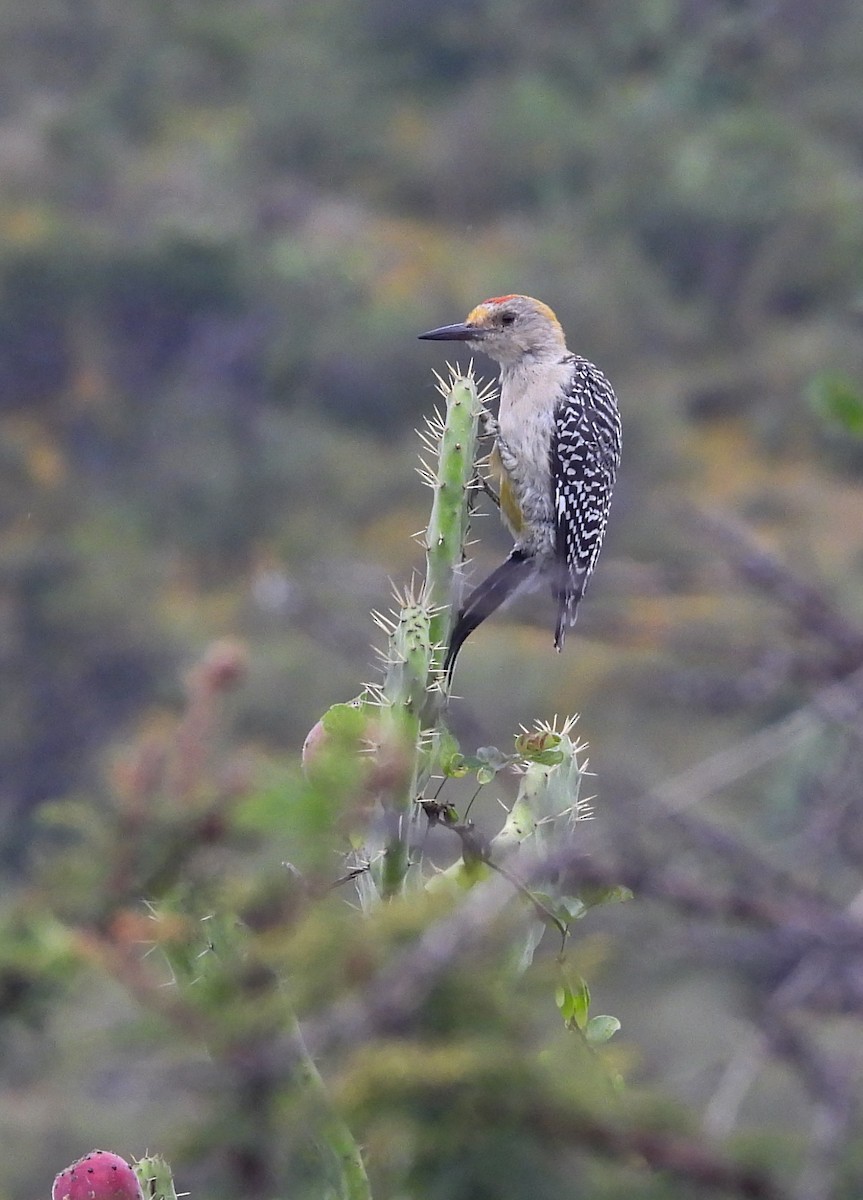 Golden-fronted Woodpecker - ML643193701