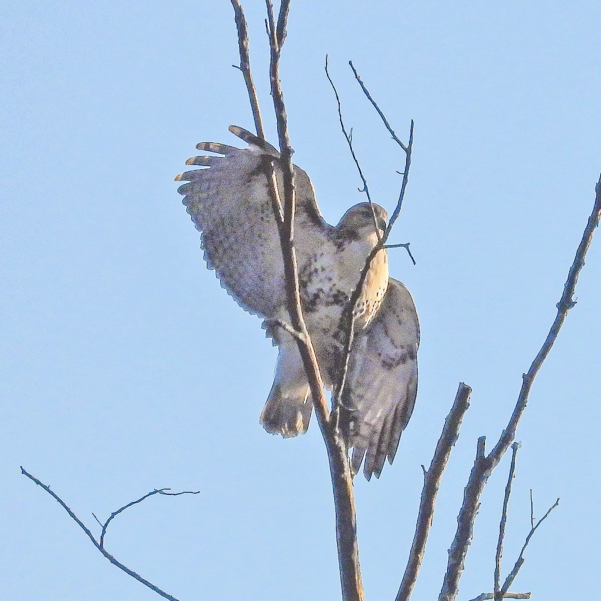 Red-tailed Hawk - ML643193702
