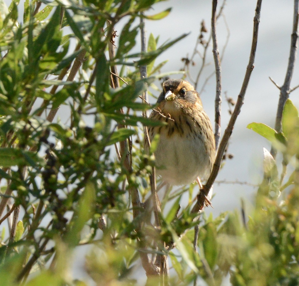 Saltmarsh Sparrow - ML643193704