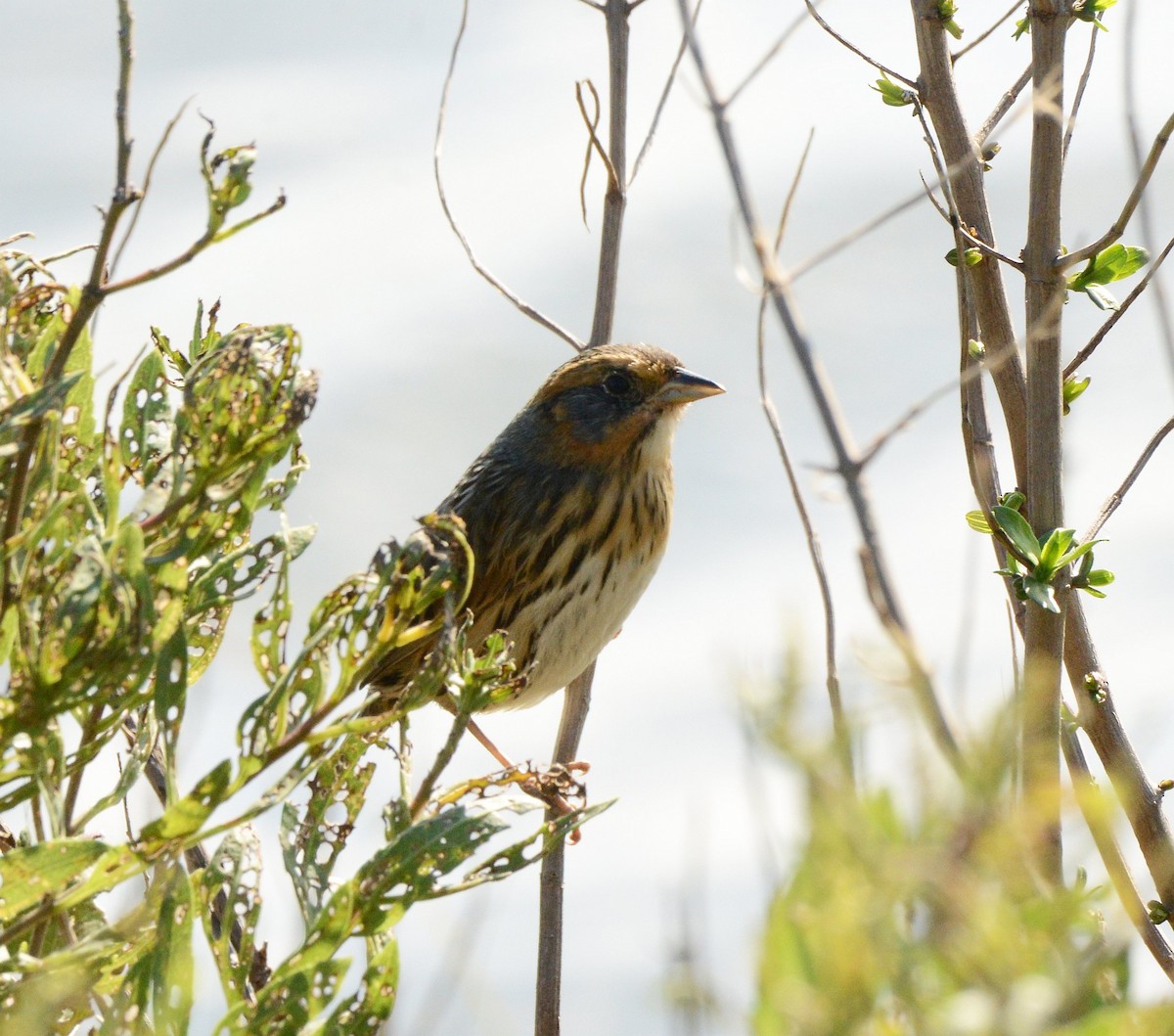 Saltmarsh Sparrow - ML643193707