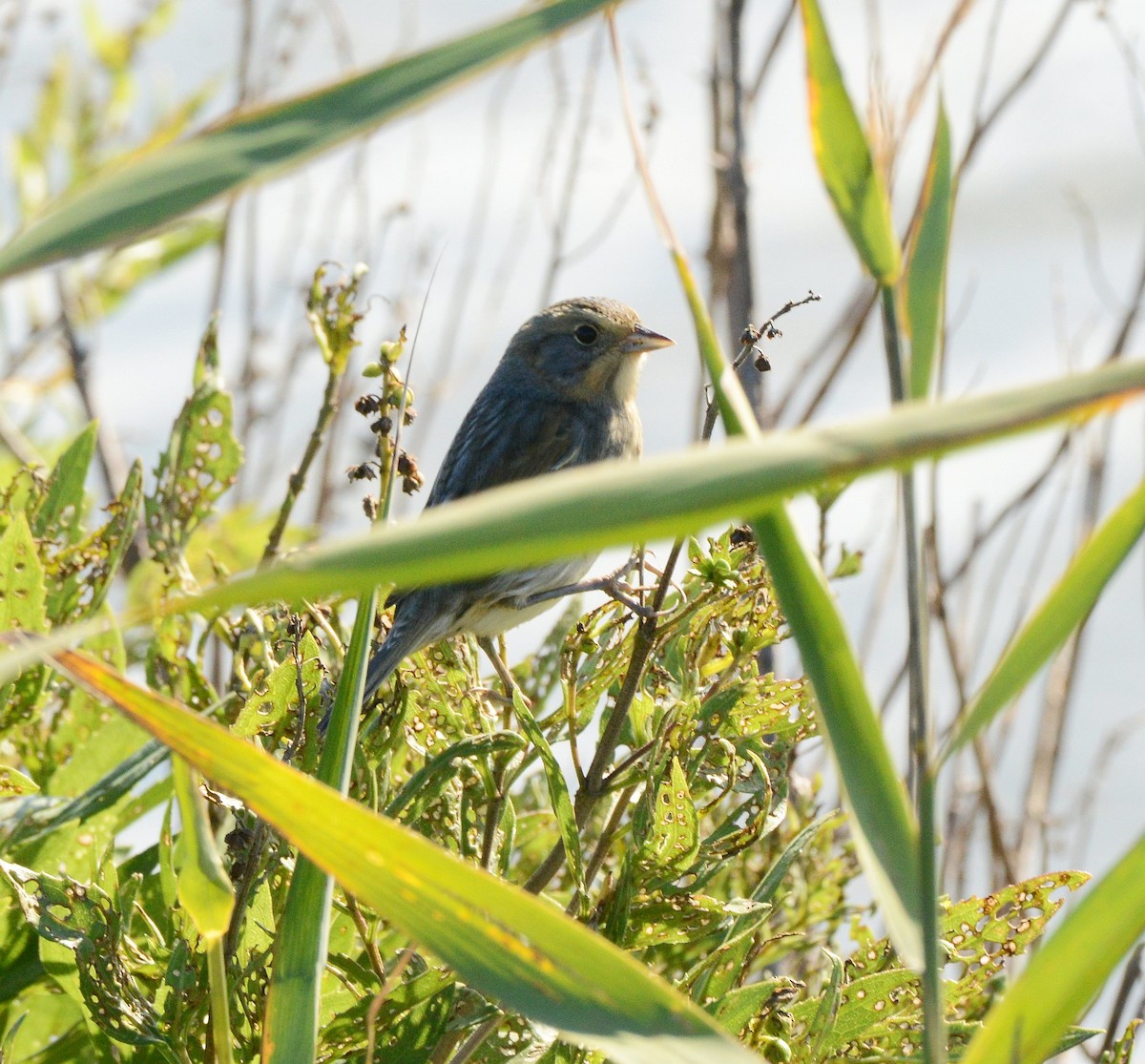 Saltmarsh Sparrow - ML643193711