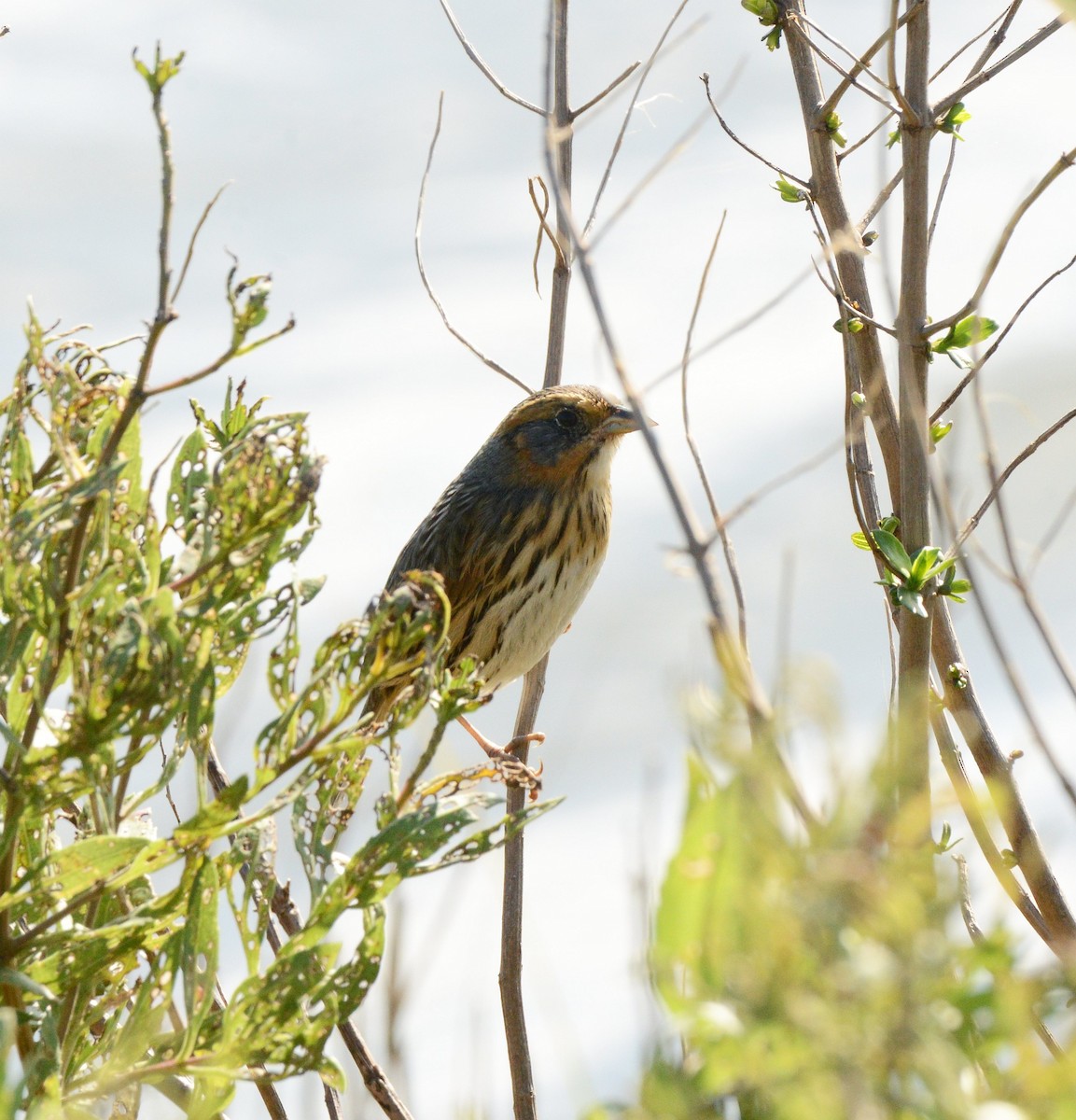 Saltmarsh Sparrow - ML643193713