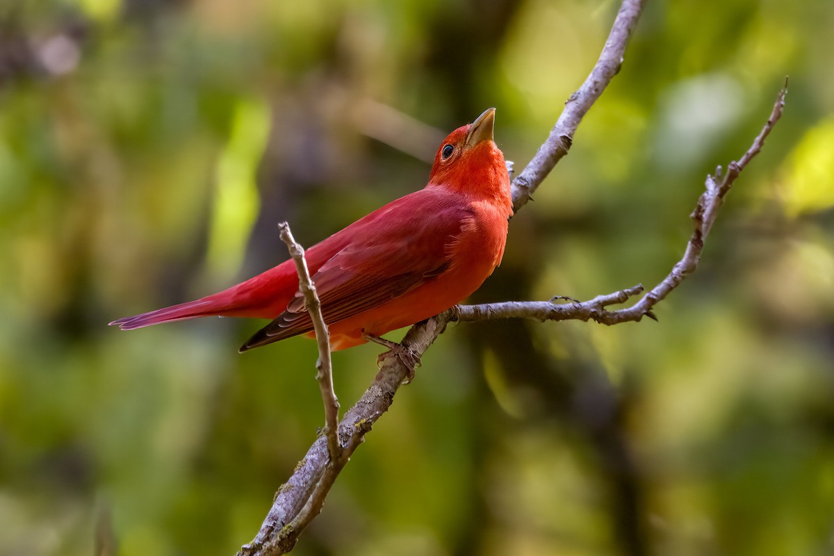 Summer Tanager - ML643193718