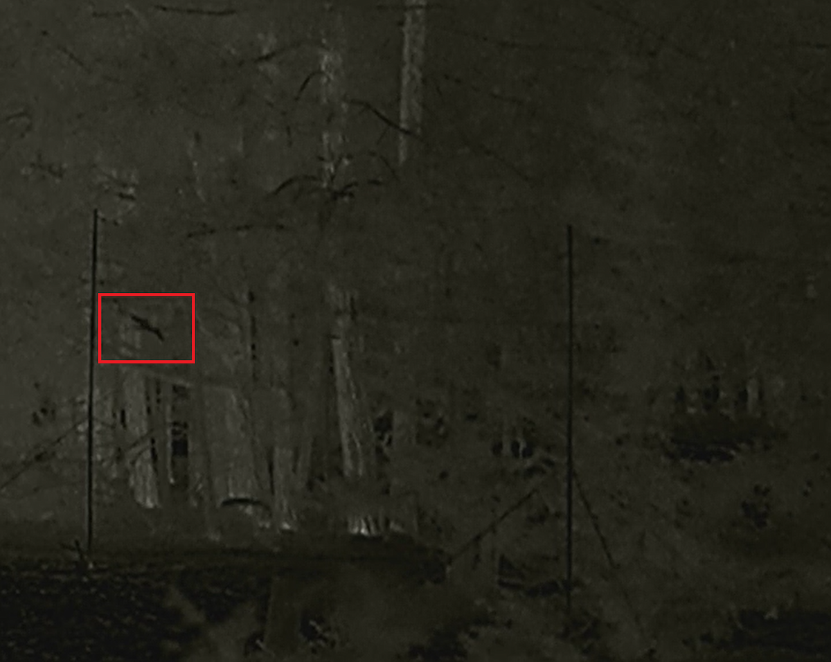 bird sp. - ML643193745