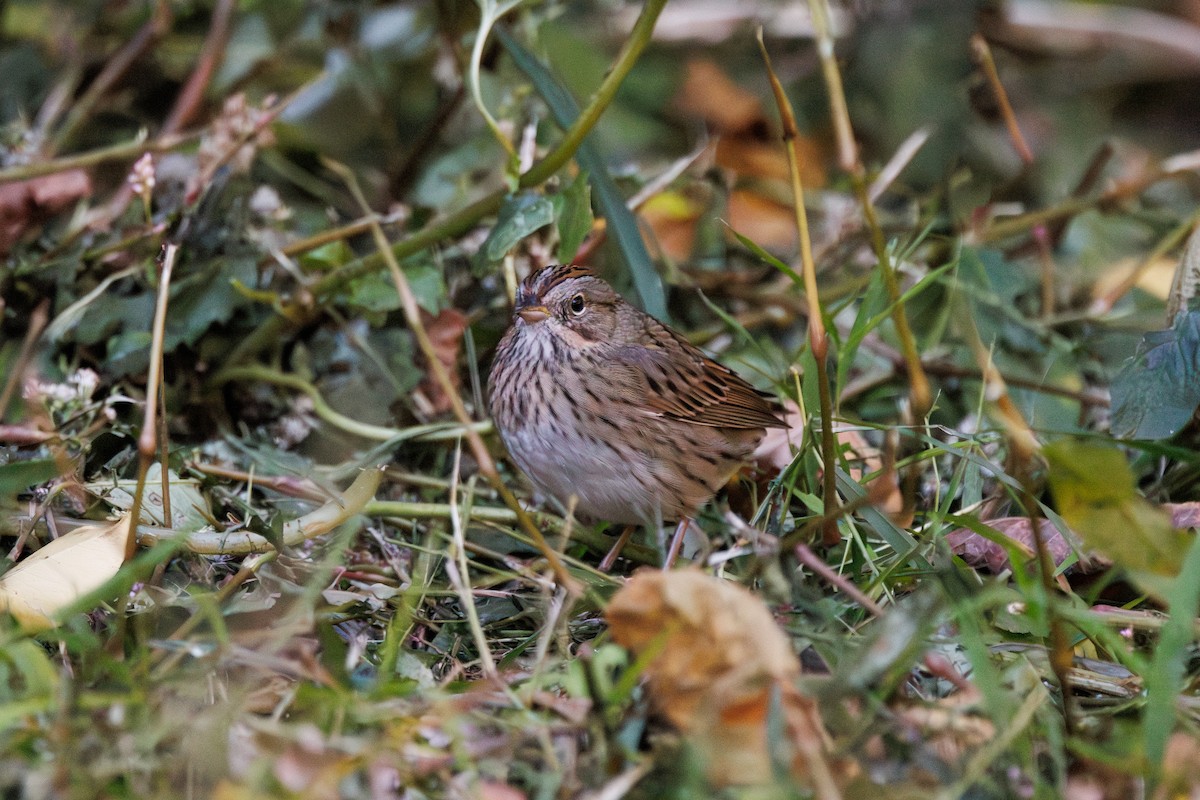 Lincoln's Sparrow - ML643193749