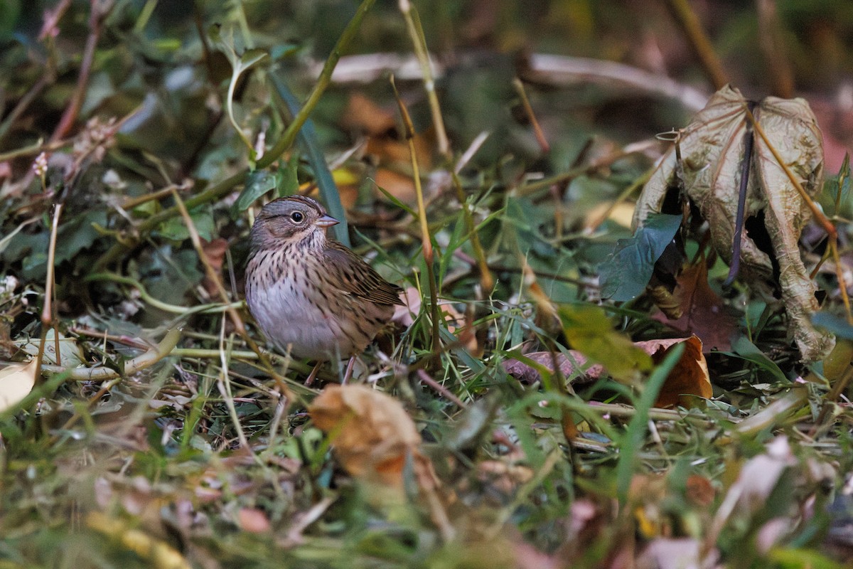 Lincoln's Sparrow - ML643193750