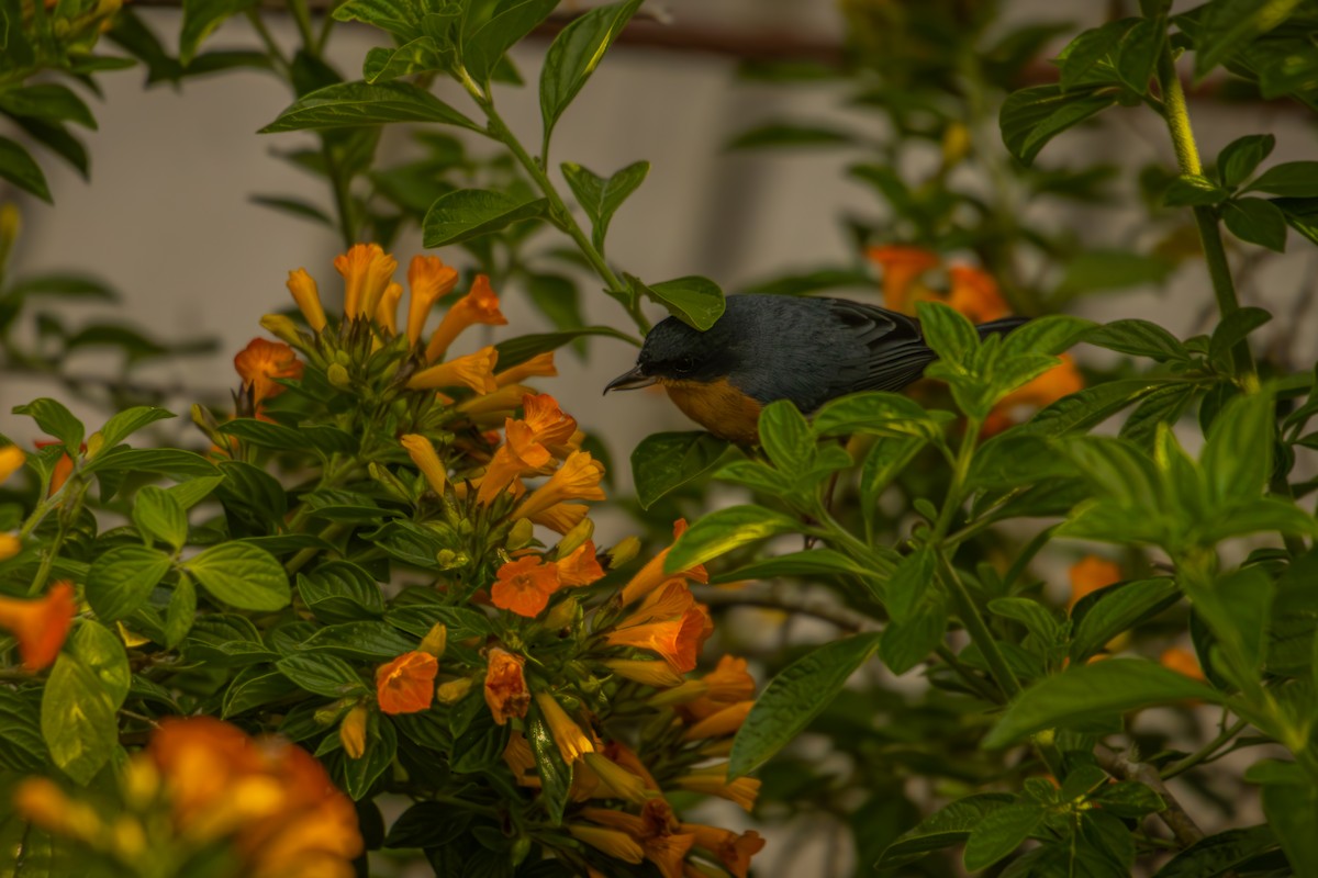 Rusty Flowerpiercer - ML643193753