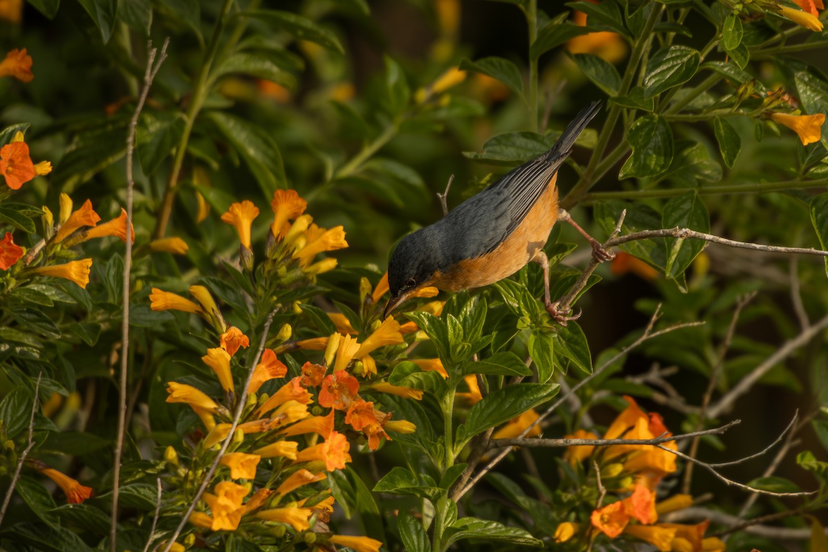 Rusty Flowerpiercer - ML643193754