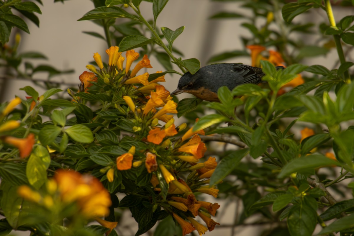 Rusty Flowerpiercer - ML643193755