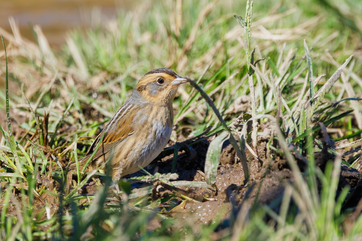 Nelson's Sparrow - ML643193765