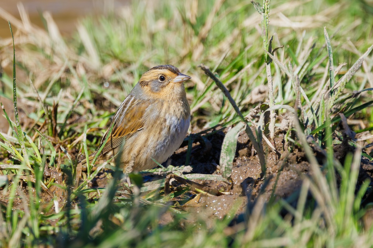 Nelson's Sparrow - ML643193766
