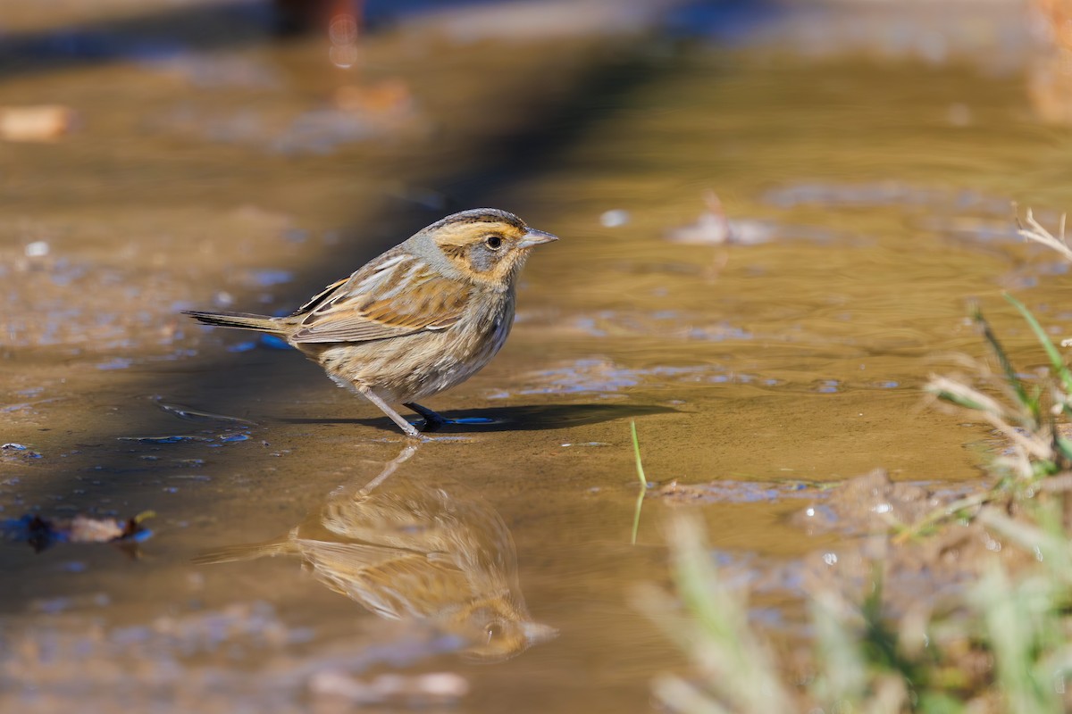 Nelson's Sparrow - ML643193767