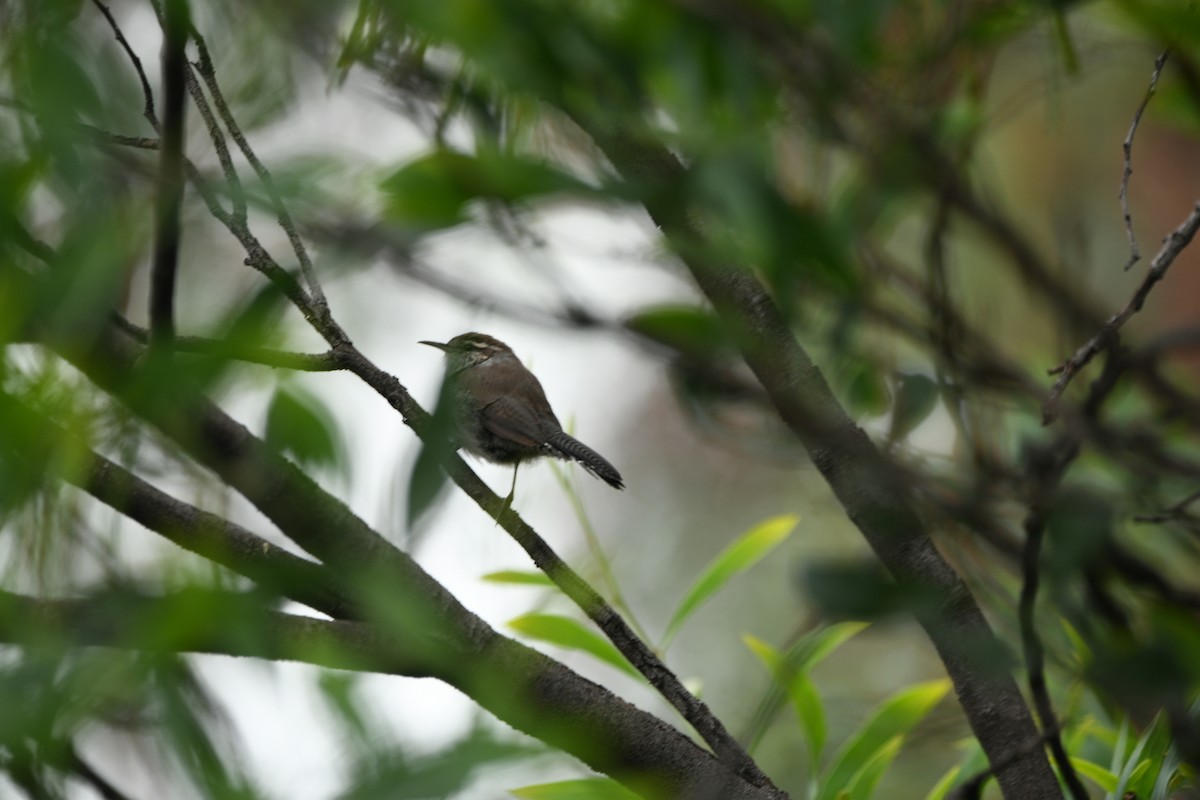 Bewick's Wren - ML643193772