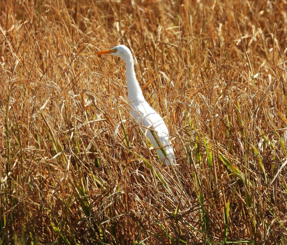 Western Cattle-Egret - ML643193776