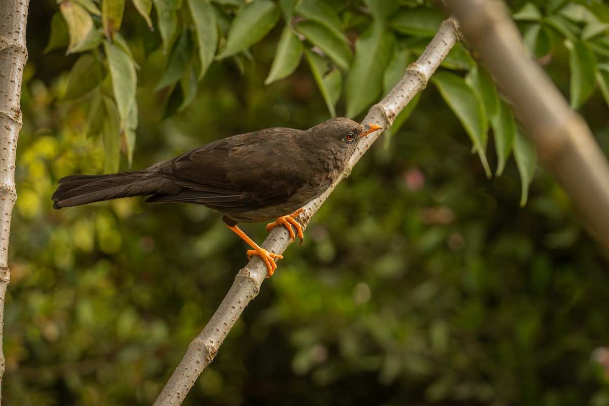 Great Thrush - ML643193777