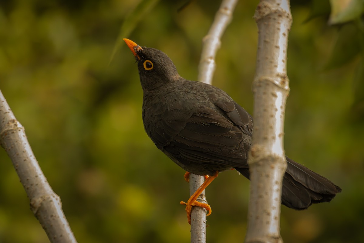 Great Thrush - ML643193779