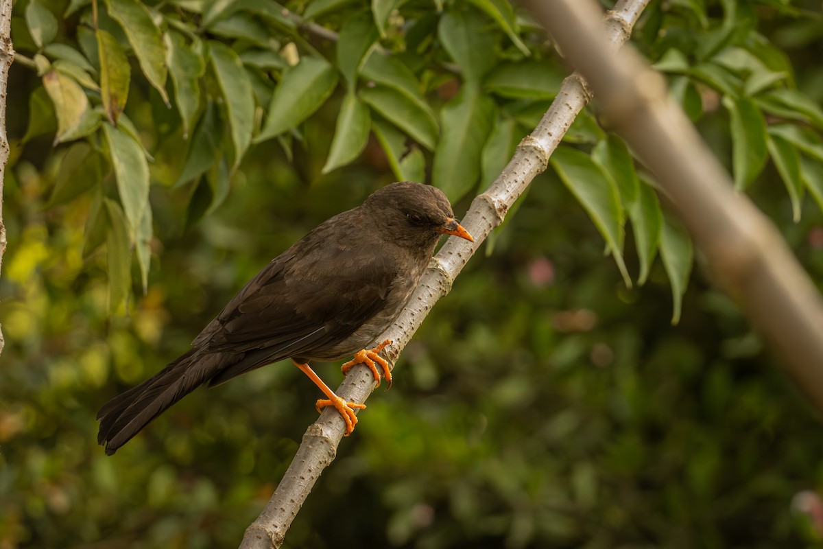 Great Thrush - ML643193780