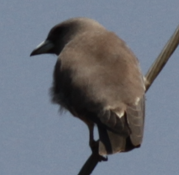 Ashy Woodswallow - ML643193781